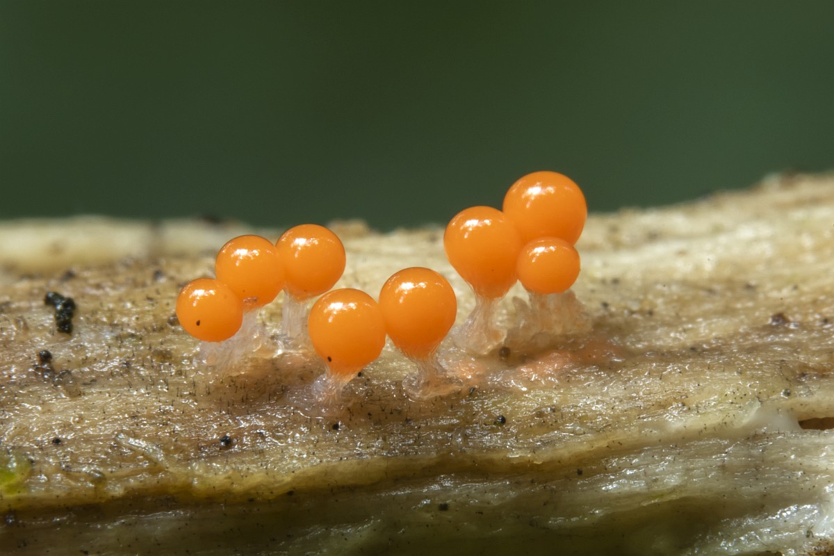 Xyu Jekmanning yalangoch surati Bir gey bir yigitga birga onanizm qilish uchun keldi